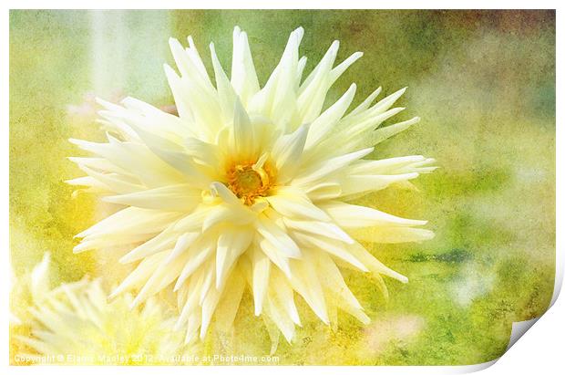 Yellow Flower Beauty Print by Elaine Manley