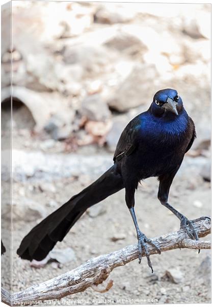 Great tailed Grackle Canvas Print by Craig Lapsley
