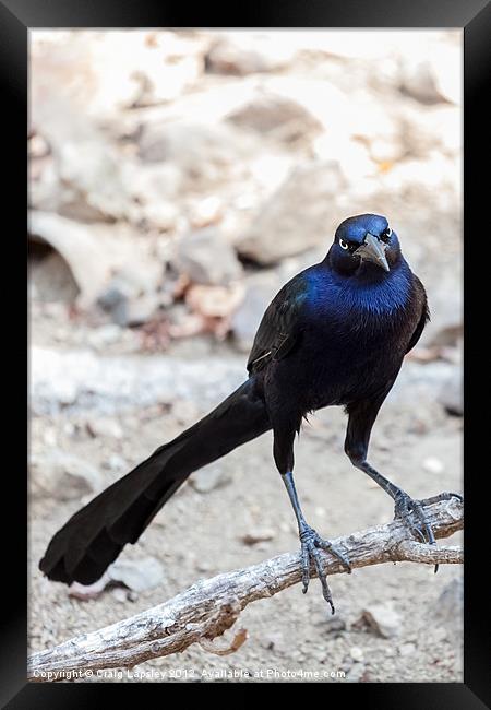 Great tailed Grackle Framed Print by Craig Lapsley