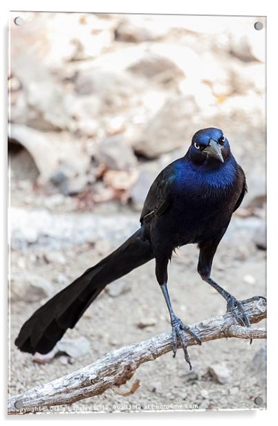 Great tailed Grackle Acrylic by Craig Lapsley