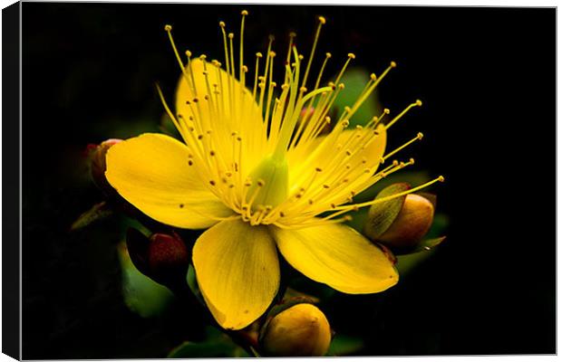 Yellow Flower Canvas Print by Rebecca  Young