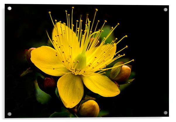 Yellow Flower Acrylic by Rebecca  Young