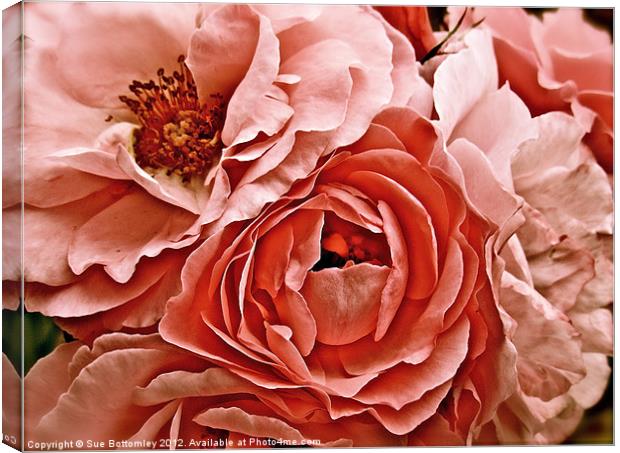 Bunch of Antique pink rose's Canvas Print by Sue Bottomley