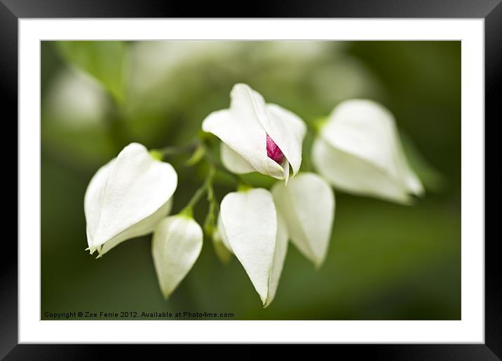 First Bud Framed Mounted Print by Zoe Ferrie