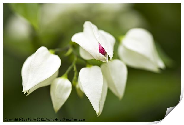 First Bud Print by Zoe Ferrie