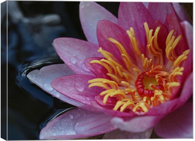 Water Lilly Canvas Print by Zak Burnley