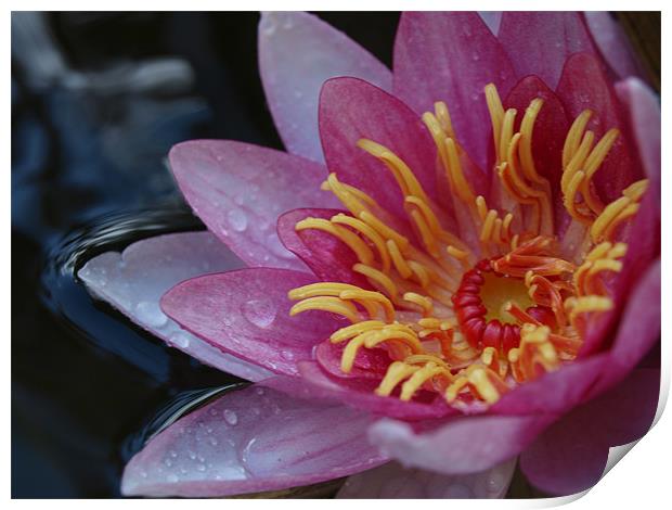 Water Lilly Print by Zak Burnley