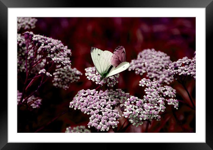 Flowers and Butterflies in Summers that have been Framed Mounted Print by Claire Ungley