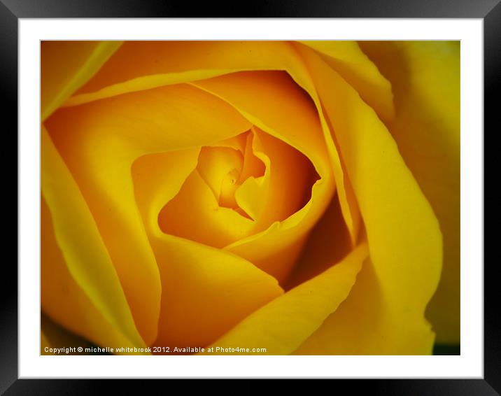 Soft Yellow Rose Framed Mounted Print by michelle whitebrook