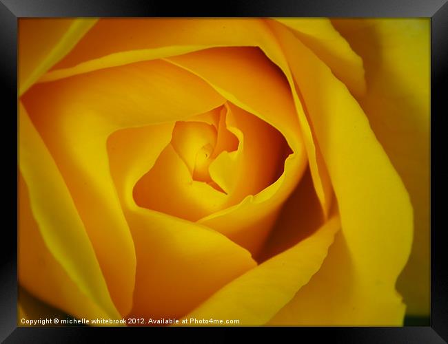Soft Yellow Rose Framed Print by michelle whitebrook