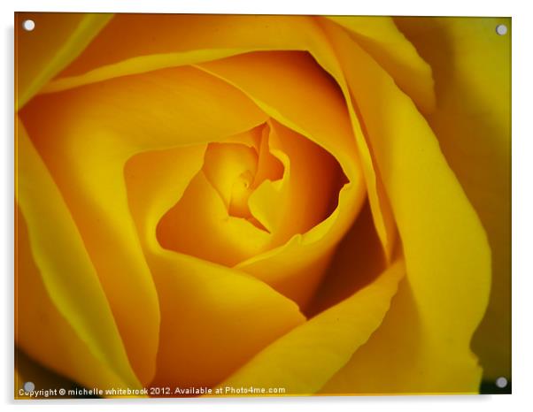 Soft Yellow Rose Acrylic by michelle whitebrook
