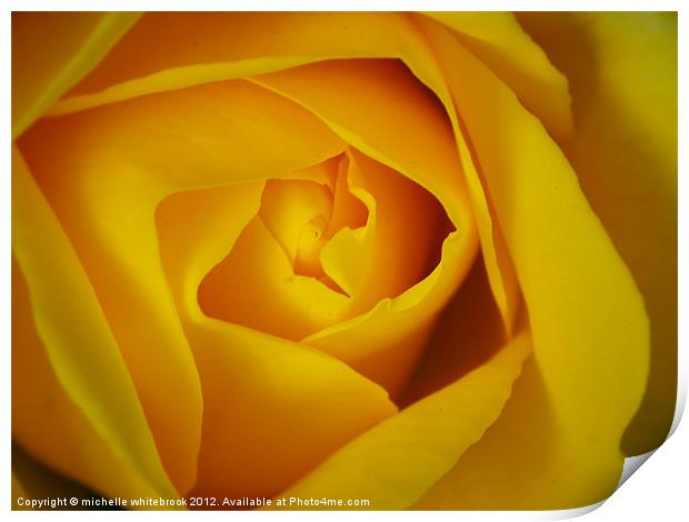 Soft Yellow Rose Print by michelle whitebrook