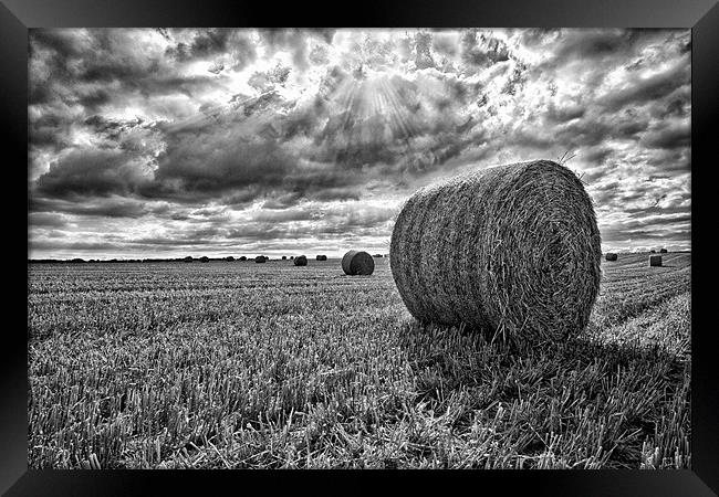 Harvest Time Framed Print by Rick Parrott