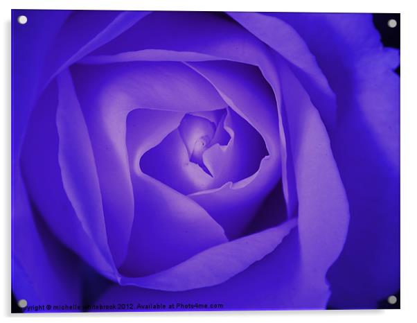 Blue Soft Rose Acrylic by michelle whitebrook