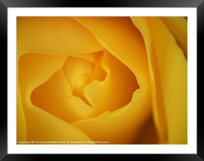 Delicate Rose Framed Mounted Print by michelle whitebrook