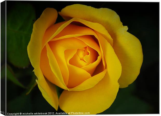 My Yellow Rose Canvas Print by michelle whitebrook