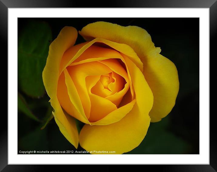 My Yellow Rose Framed Mounted Print by michelle whitebrook