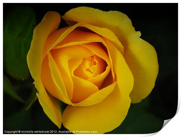 My Yellow Rose Print by michelle whitebrook