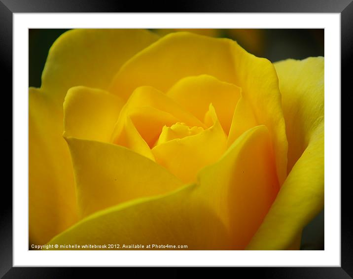 Romantic Rose Framed Mounted Print by michelle whitebrook