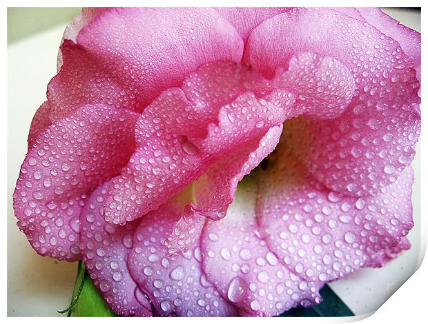 the pink flowers Print by elvira ladocki