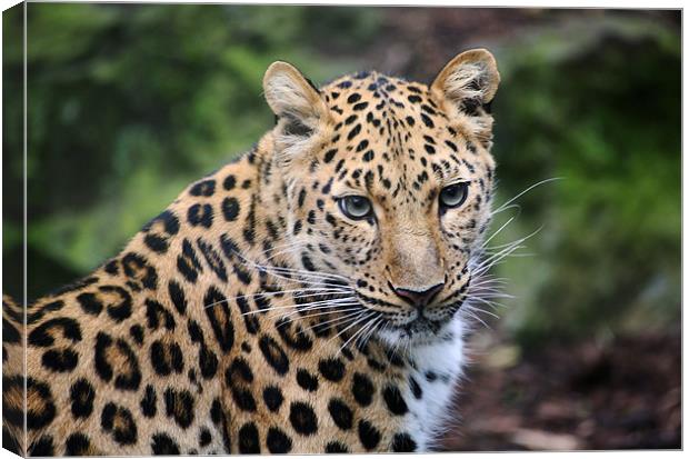 Leopard close up Canvas Print by Linda More