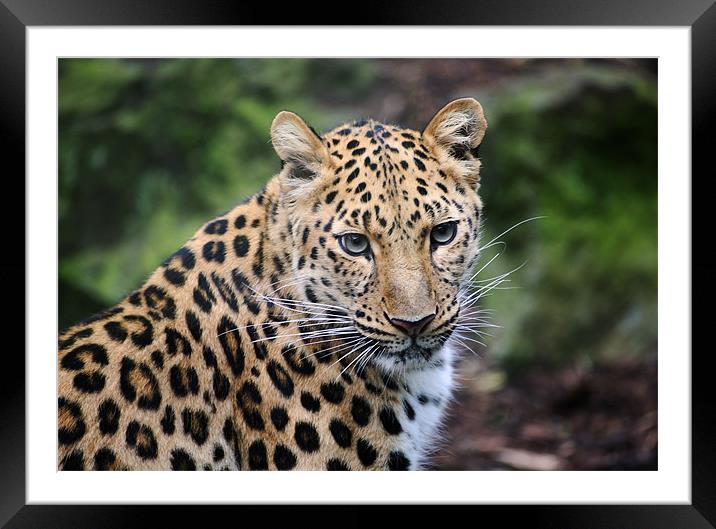 Leopard close up Framed Mounted Print by Linda More