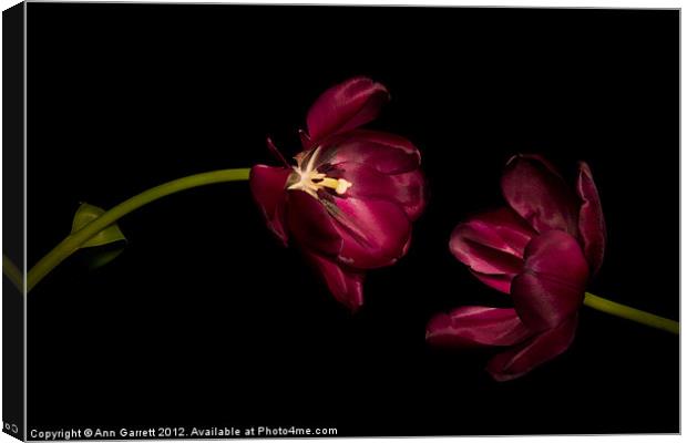 One Tulip to Another Canvas Print by Ann Garrett