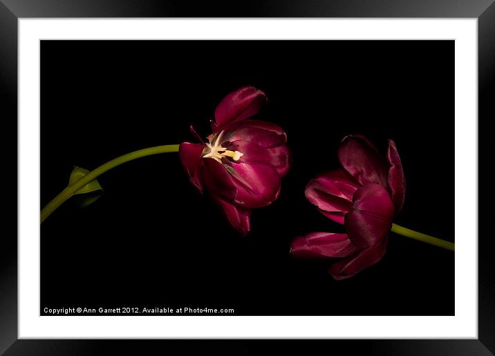 One Tulip to Another Framed Mounted Print by Ann Garrett