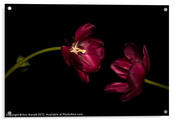 One Tulip to Another Acrylic by Ann Garrett