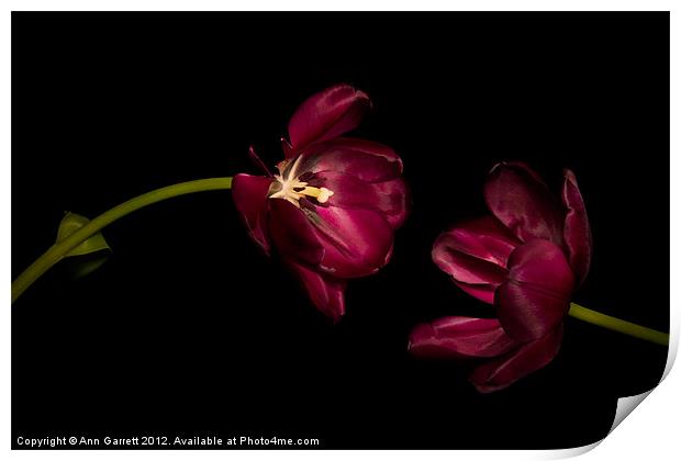 One Tulip to Another Print by Ann Garrett