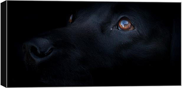 Blacked Out - Labrador Canvas Print by Simon Wrigglesworth