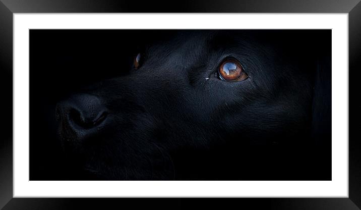 Blacked Out - Labrador Framed Mounted Print by Simon Wrigglesworth