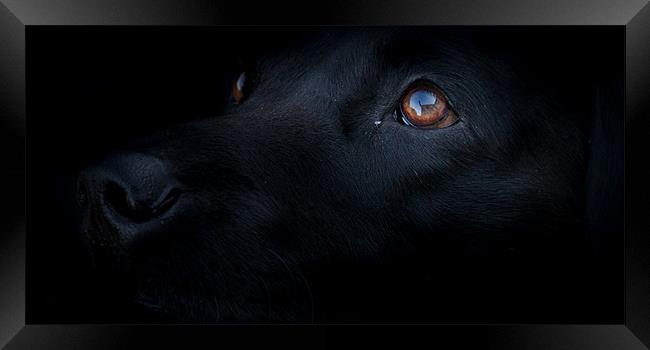 Blacked Out - Labrador Framed Print by Simon Wrigglesworth
