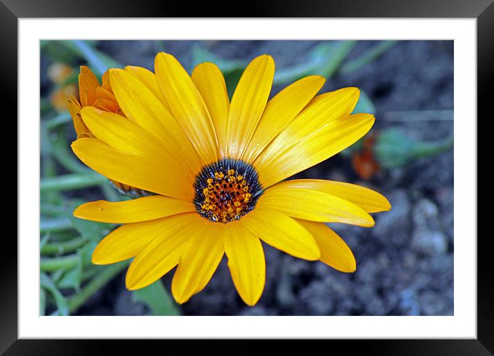 Yellow flower Framed Mounted Print by Tony Murtagh