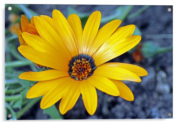 Yellow flower Acrylic by Tony Murtagh