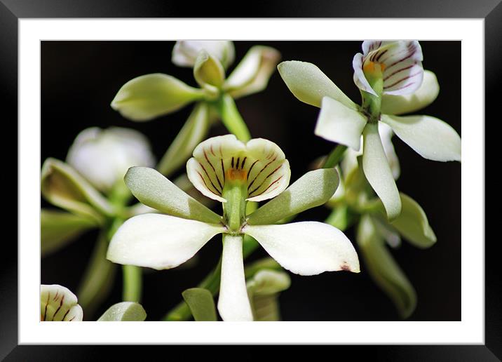 Orchid Encyclia fragrans Framed Mounted Print by Tony Murtagh