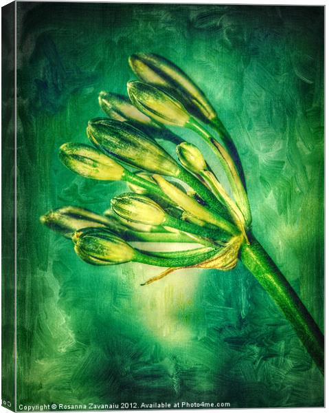 Agapanthus Green. Canvas Print by Rosanna Zavanaiu