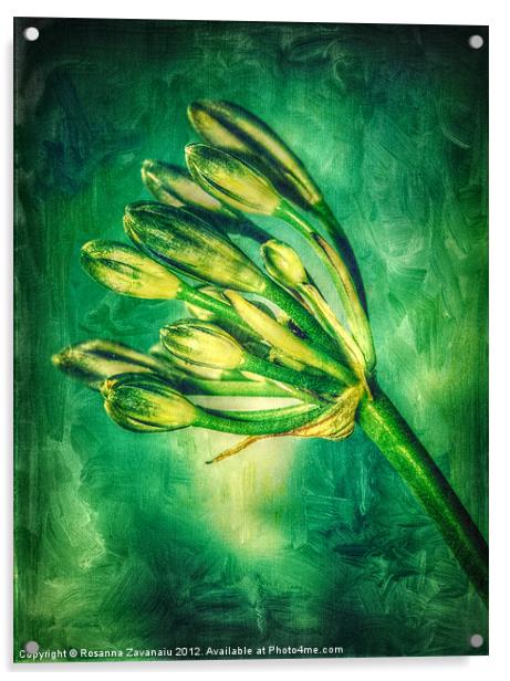 Agapanthus Green. Acrylic by Rosanna Zavanaiu