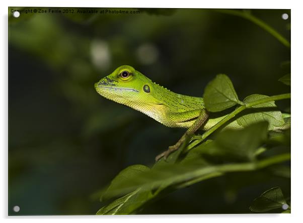 Asian Water Dragon Acrylic by Zoe Ferrie