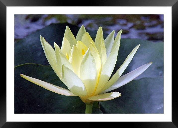 yellow waterlily Framed Mounted Print by Tony Murtagh