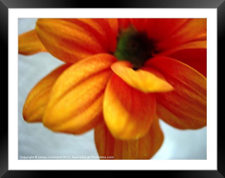 Orange Chrysanthemum - 1 Framed Mounted Print by james richmond