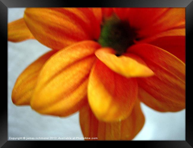 Orange Chrysanthemum - 1 Framed Print by james richmond
