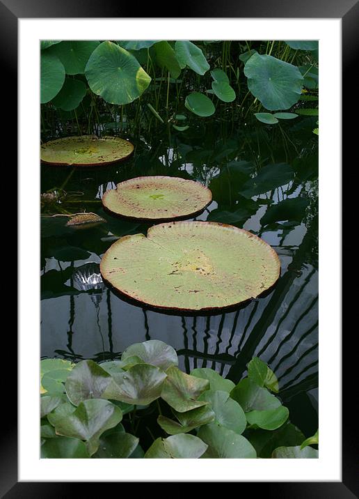 Water lilies Framed Mounted Print by Chris Barker