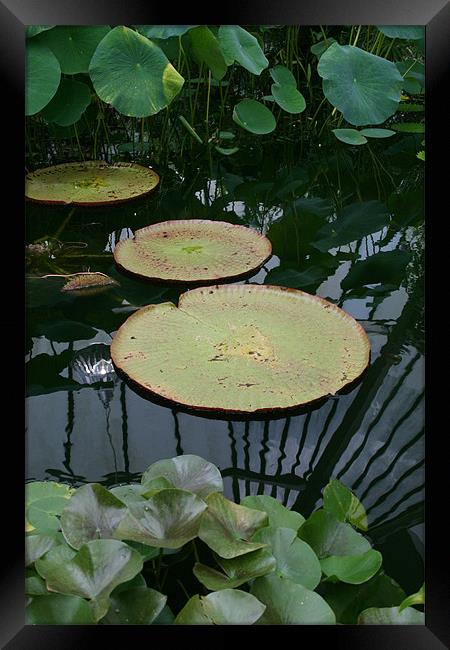 Water lilies Framed Print by Chris Barker