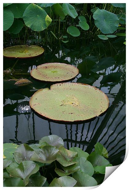Water lilies Print by Chris Barker