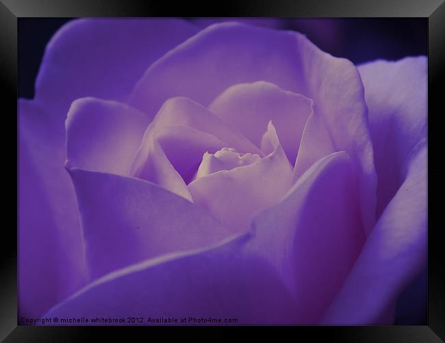 Romantic Purple Rose Framed Print by michelle whitebrook