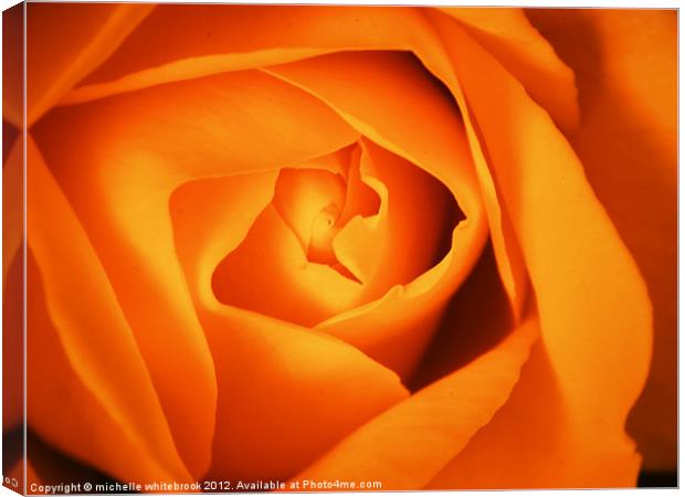 Orange Rose Canvas Print by michelle whitebrook