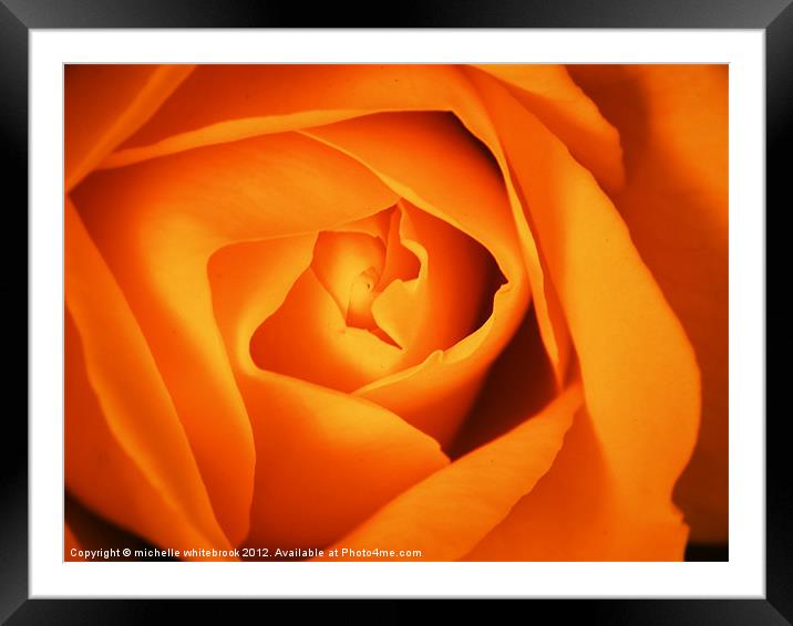 Orange Rose Framed Mounted Print by michelle whitebrook