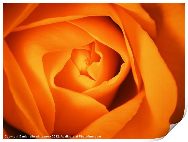 Orange Rose Print by michelle whitebrook