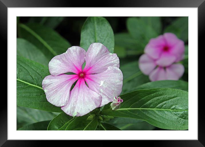 Madagascar Periwinkle Framed Mounted Print by Tony Murtagh
